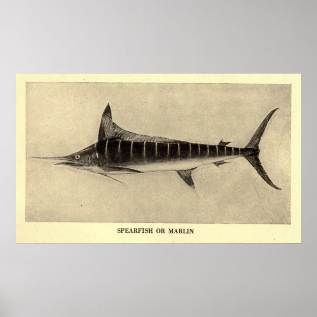 Vintage Marlin Illustration (1921) Poster (Front)