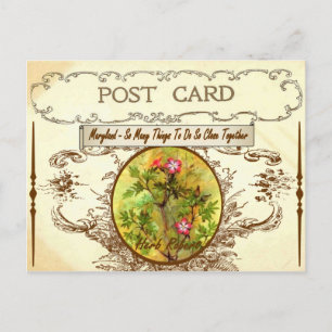 Vintage Maryland State Flower Postcard