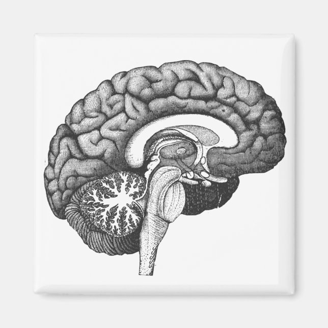 Vintage medical anatomy illustration human brain magnet (Front)