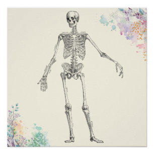 Vintage medical anatomy skeleton flower diagram poster