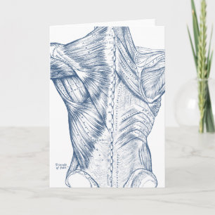 Vintage Medical Drawing Back Muscles Blue (1890) Card