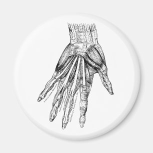 Vintage Medical Drawing Muscles of the Hand Magnet