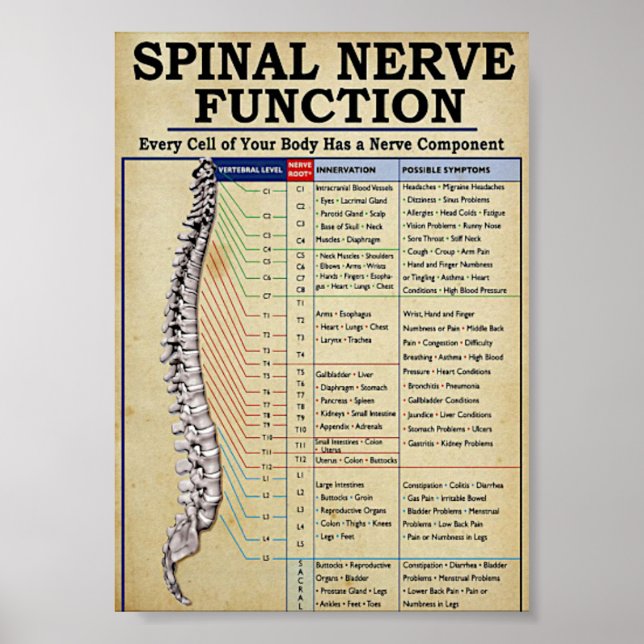 Vintage medical illustrated poster (Front)