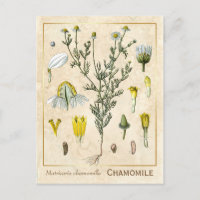 Vintage Medicinal Herb Chamomile Flower Botanical