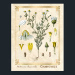 Vintage Medicinal Herb Chamomile Flower Botanical Poster<br><div class="desc">Capture the charm of yesterday with Charmed Life's vintage herbal art posters featuring German lithographs of medicinal plants and herbs from Franz Eugen Köhler’s "Medizinal-Pflanzen" or "Medicinal Plants" published in 1887. Matricaria chamomilla, commonly known as chamomile, Italian camomilla, German chamomile, Hungarian chamomile, wild chamomile or scented mayweed, is an annual...</div>