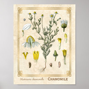 Vintage Medicinal Herb Chamomile Flower Botanical Poster