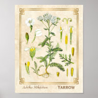 Vintage Medicinal Herb Yarrow Flower Botanical