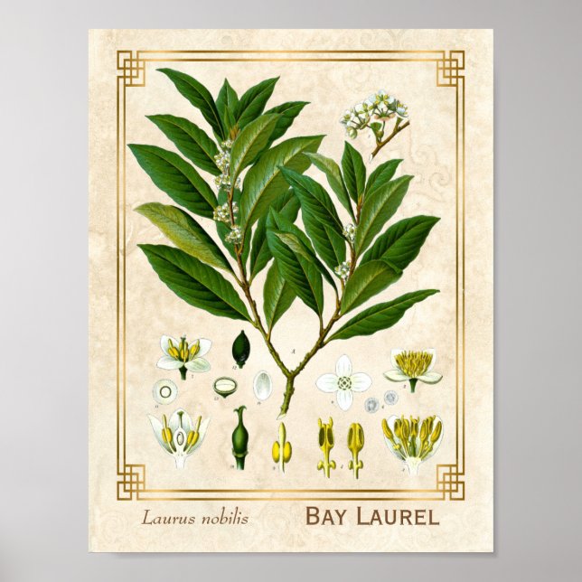 Vintage Medicinal Plant Bay Laurel Herb Botanical Poster (Front)