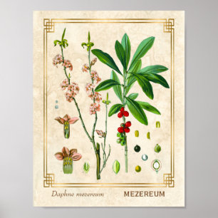 Vintage Medicinal Plant February Daphne Botanical Poster