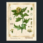 Vintage Medicinal Plant Henbane Herb Botanical Poster<br><div class="desc">Capture the charm of yesterday with Charmed Life's vintage botanical art posters featuring German lithographs of medicinal plants and herbs from Franz Eugen Köhler’s "Medizinal-Pflanzen" or "Medicinal Plants" published in 1887. Hyoscyamus niger, commonly known as henbane, black henbane or stinking nightshade, is a poisonous plant in the family Solanaceae. This...</div>