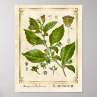 Vintage Medicinal Plant Nightshade Belladonna Herb