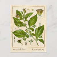 Vintage Medicinal Plant Nightshade Herb Botanical