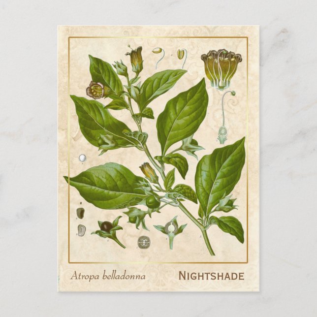 Vintage Medicinal Plant Nightshade Herb Botanical Postcard (Front)