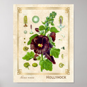 Vintage Medicinal Plant Purple Hollyhock Flower Poster