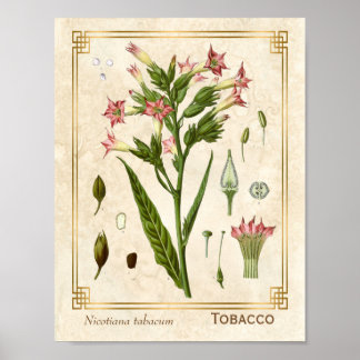 Vintage Medicinal Plant Tobacco Herb Botanical Poster