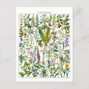 Vintage Medicinal Plants Illustration Postcard