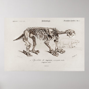 Vintage Megatherium Illustration Poster