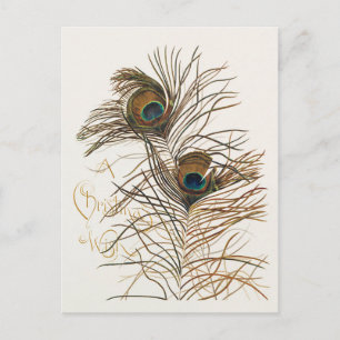 Vintage Merry Christmas Peacock Feathers Postcard