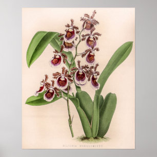 Vintage Miltonia Orchid Flower Botanical Poster