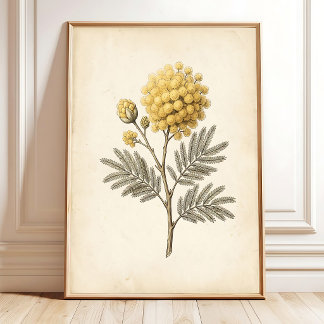 Vintage Mimosa Botanical Art Canvas Print