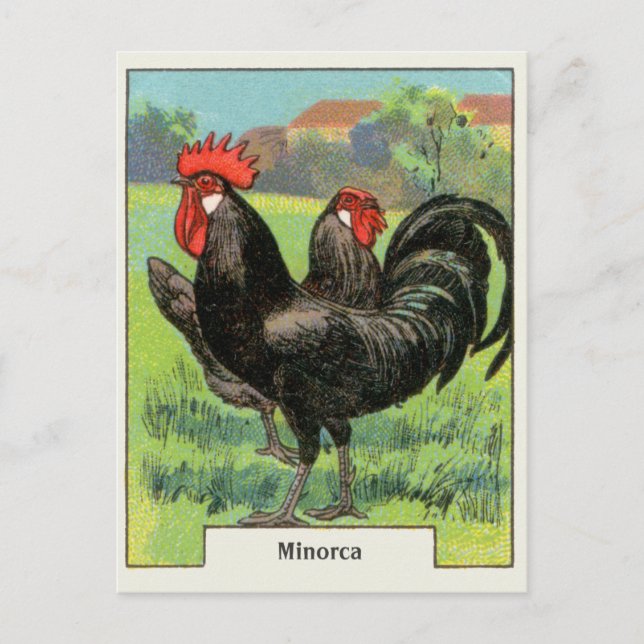 Vintage Minorca Chicken Postcard (Front)