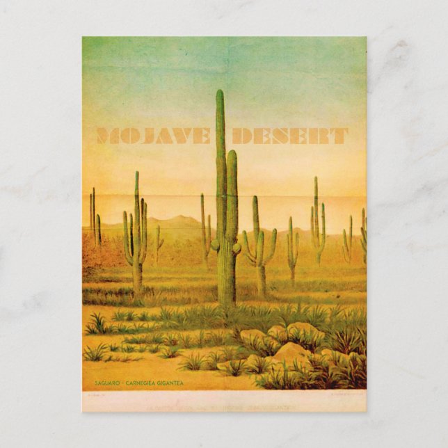 Vintage Mojave Desert Travel Postcard (Front)
