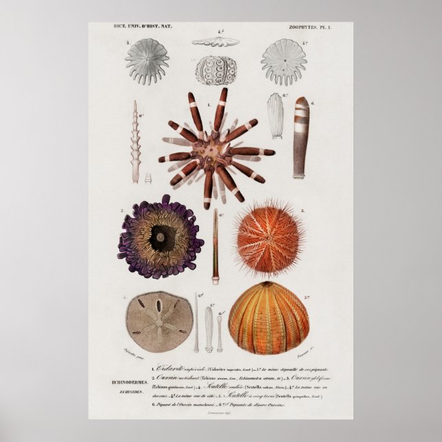 Vintage Molluscs Illustration Poster (Front)