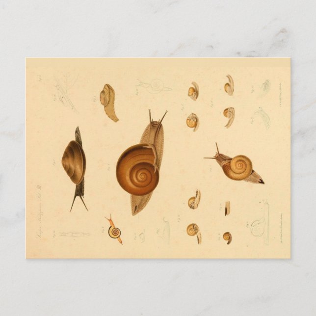 Vintage Mollusk and Snails Postcard (Front)