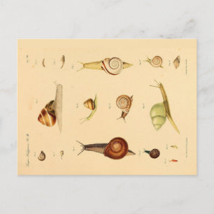 Vintage Mollusk and Snails Postcard