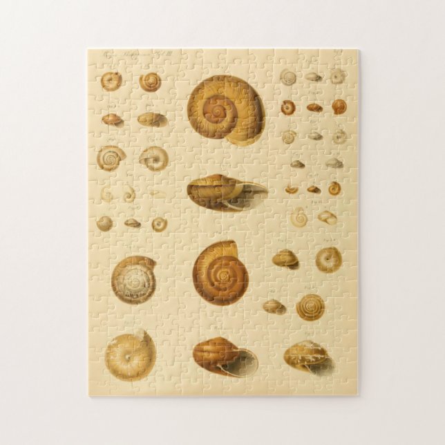 Vintage Mollusk Seashells Puzzle (Vertical)