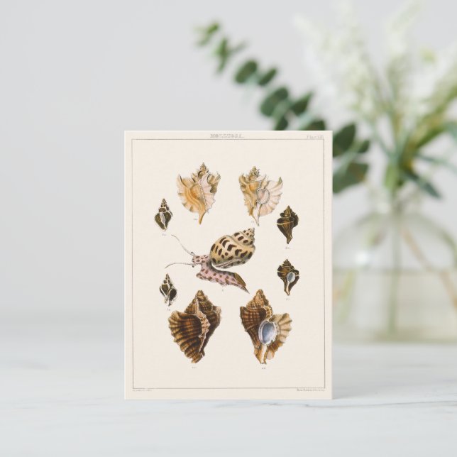 Vintage Mollusks and Snails, Marine Life Organisms (Standing Front)