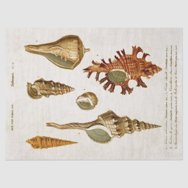 Vintage Mollusks Shells Decoupage Tissue Paper (Front)