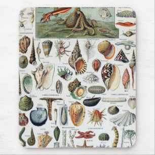 Vintage Mollusks Shells Mouse Pad