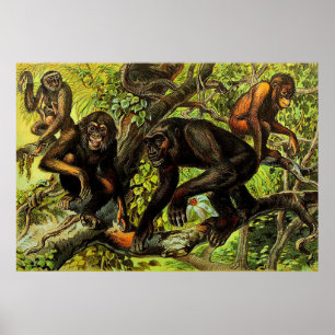 Vintage Monkey Gibbon Chipanze Animal Poster