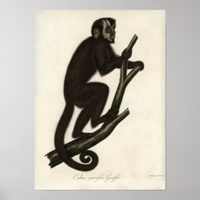 Vintage Monkey Poster (Front)