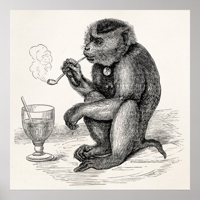 Vintage Monkey Smoking a Pipe Monkeys  Animal Poster (Front)