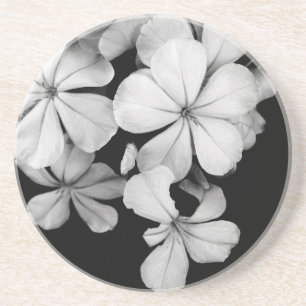 Vintage Monochrome Plumbago Artwork Coaster