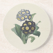 Vintage Moody Blue Auricula Primroses