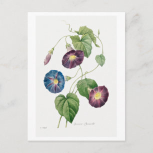 Vintage Morning Glory Illustration Postcard