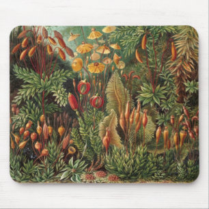 Vintage Moss Plants by Ernst Haeckel, Muscinae Mouse Pad