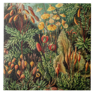 Vintage Moss Plants Muscinae by Ernst Haeckel Ceramic Tile