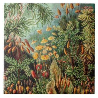 Vintage Moss Plants Muscinae by Ernst Haeckel Ceramic Tile