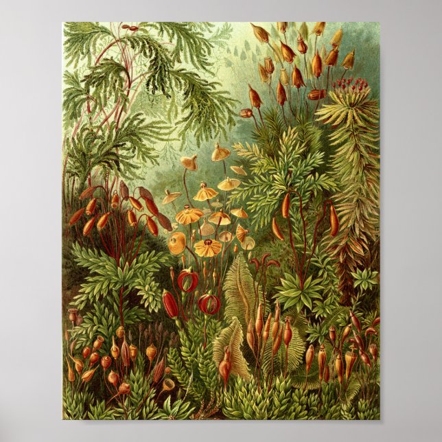 Vintage Mosses Botanical Illustration Poster (Front)