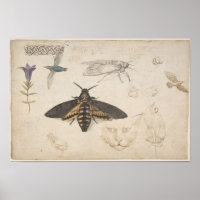 Vintage Moth Illustration Poster