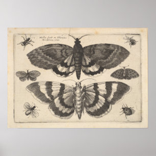 Vintage Moth Lepidoptera Art Print (64)