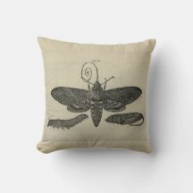 Vintage Moth Metamorphasis Print
