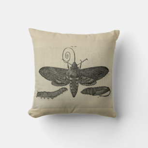 Vintage Moth Metamorphasis Print Cushion