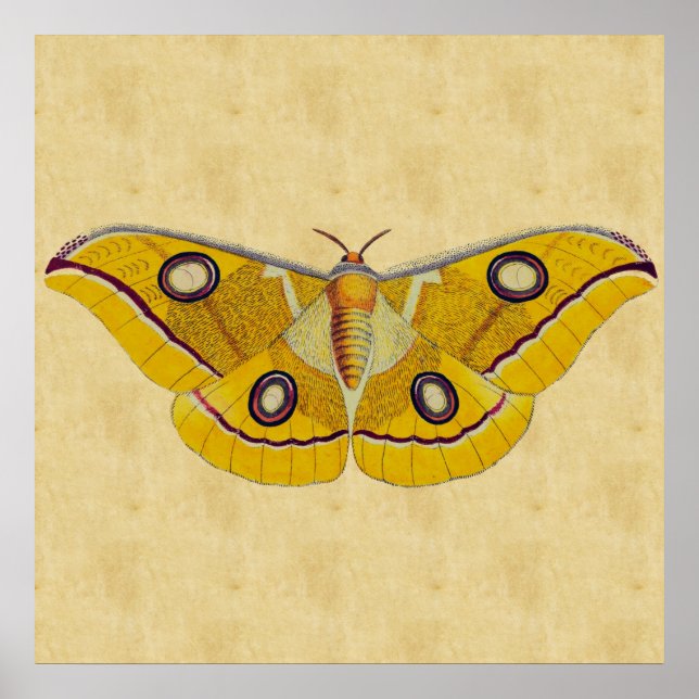 Vintage Moth Poster (Front)