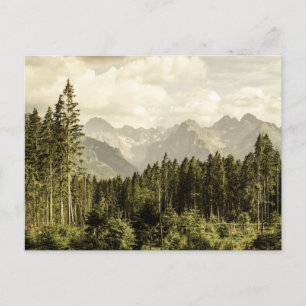 Vintage Mountain forest landscape  Postcard