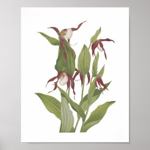 Vintage Mountain Lady's Slipper Wildflower Poster